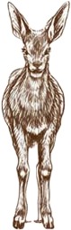 a deer with a long tail and a long tail.jpg